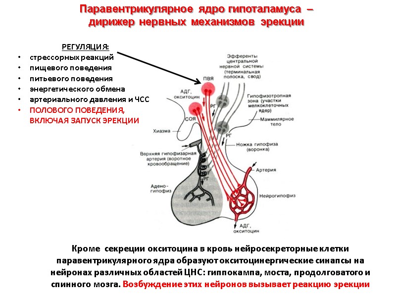 Кроме  секреции окситоцина в кровь нейросекреторные клетки паравентрикулярного ядра образуют окситоцинергические синапсы на